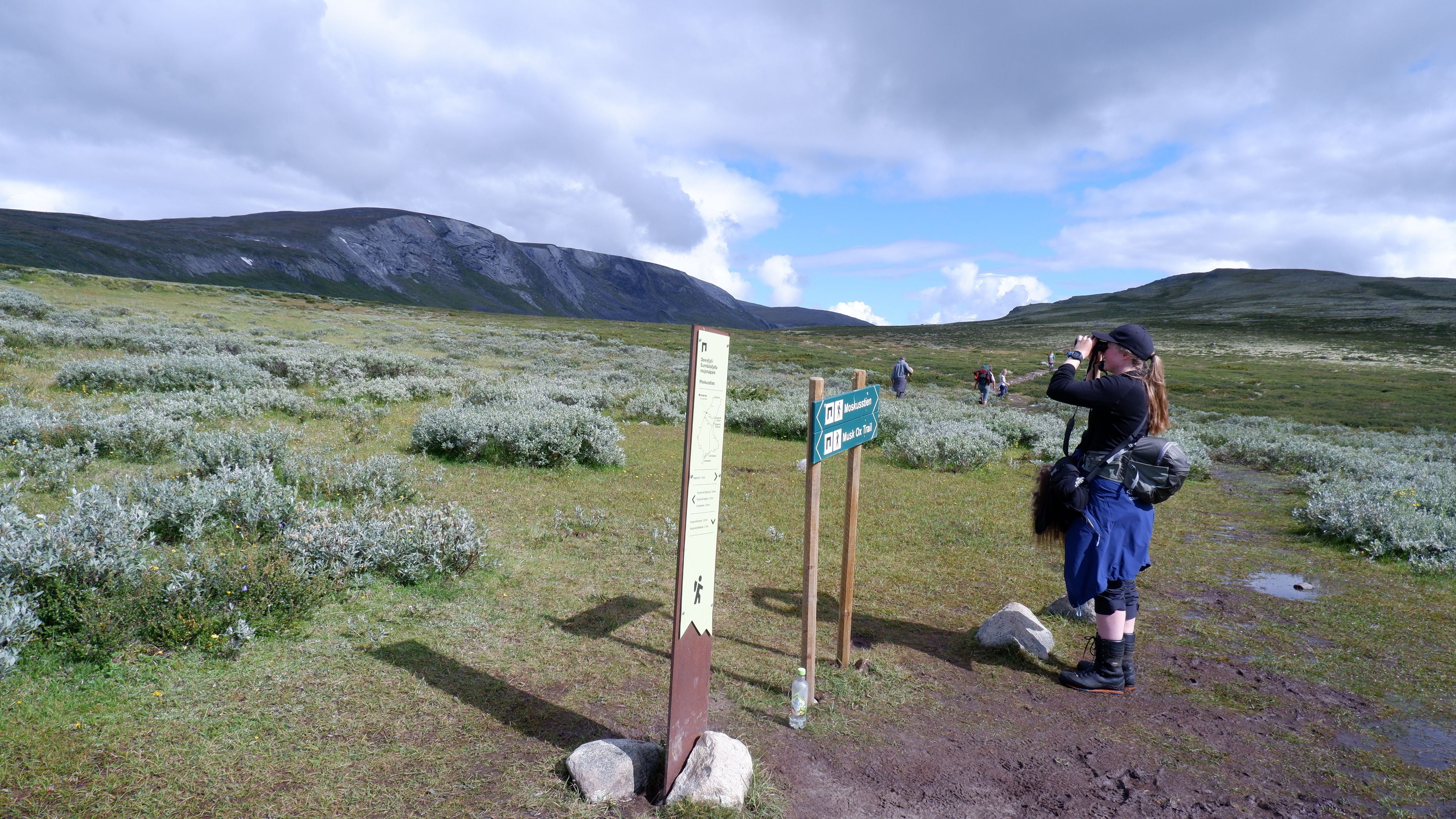 Stier på Dovrefjell